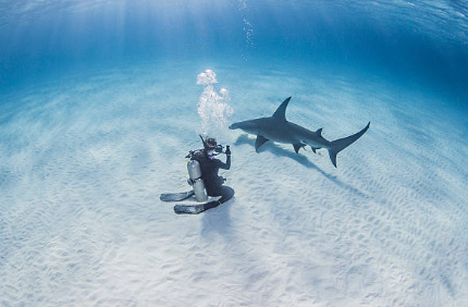 Гмуркане с акули