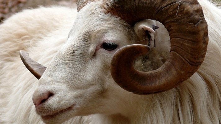 Плуване с коч в язовира